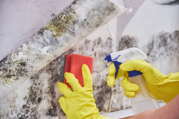 Best Biohazard Mold Removal  in USA